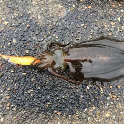 エギングとウキ釣り